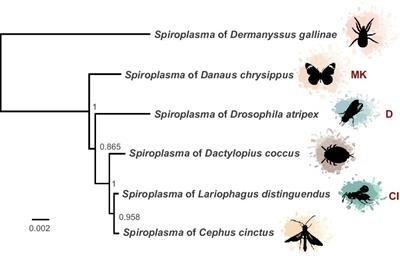 The toxins of vertically transmitted Spiroplasma